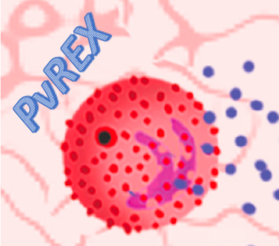 Pvrex